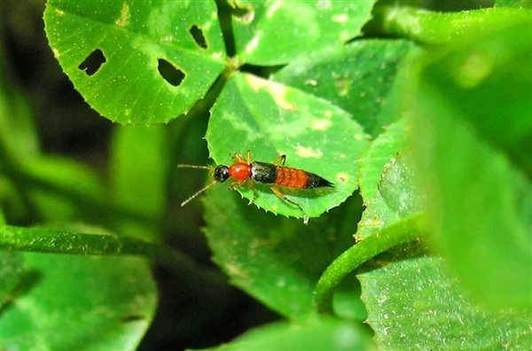 有人因此“毁容”！近期这种虫子很活跃 遇到千万不能拍