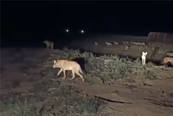 货车司机深夜下车睡觉被狼咬伤：现场恐怖一幕曝光