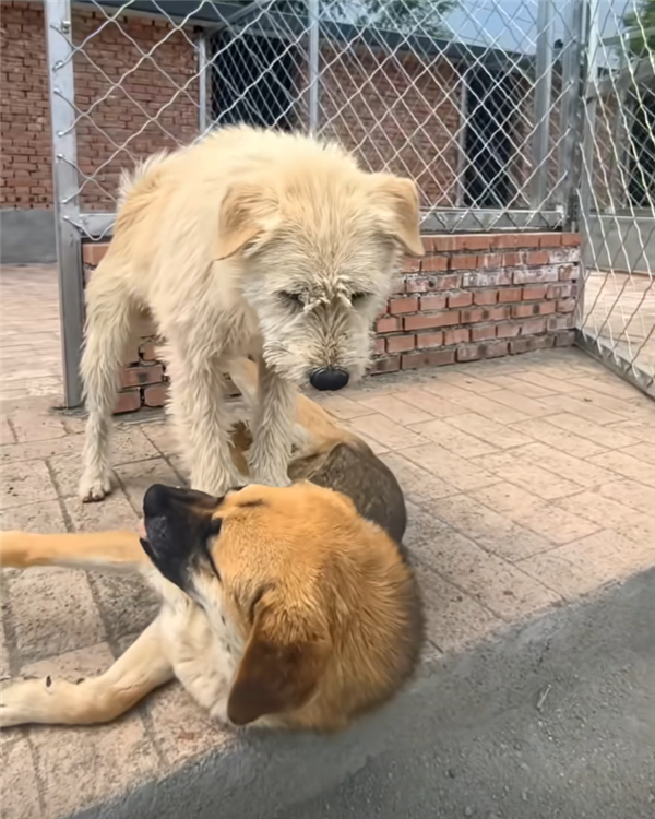 中国下司犬外网爆火 被称为中国狗王！老外真人模仿经典一幕