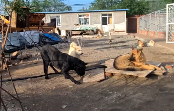 中国下司犬外网爆火 被称为中国狗王！老外真人模仿经典一幕