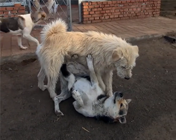 中国下司犬外网爆火 被称为中国狗王！老外真人模仿经典一幕