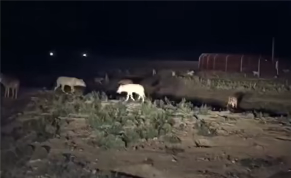 货车司机深夜下车睡觉被狼咬伤：现场恐怖一幕曝光