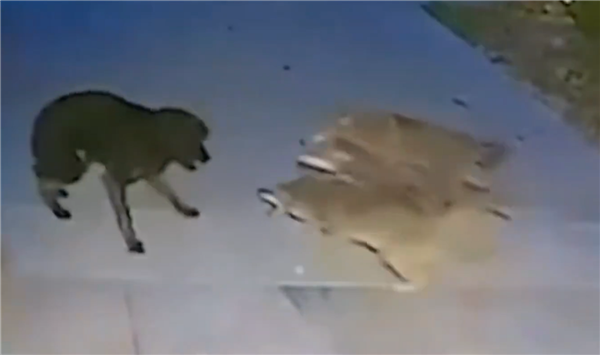 够吹一辈子了！美国一只狗遭狼群围攻：对抗45分钟后脱险