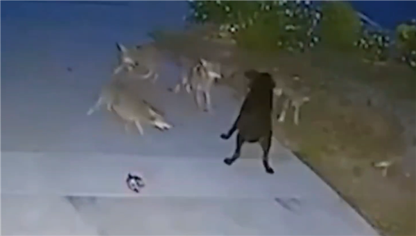 够吹一辈子了！美国一只狗遭狼群围攻：对抗45分钟后脱险