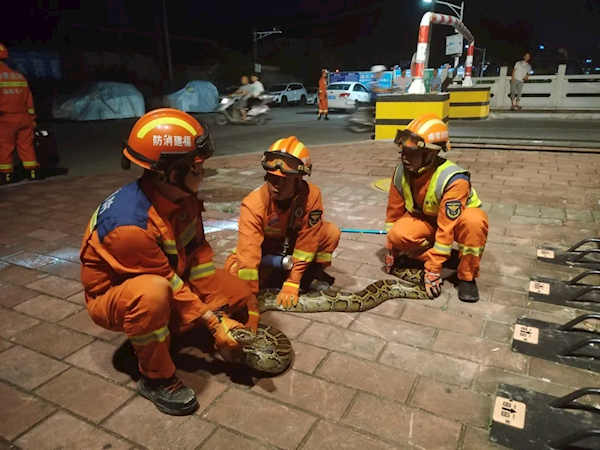 夜惊魂！3米巨蟒街头“闲逛” 3名消防员紧急出动