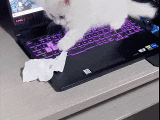 宠物猫误发离职邮件：重庆女子工作丢了 年终奖泡汤了