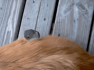 喜鹊用焊条搭窝：把树下的车子坑惨了