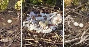 喜鹊用焊条搭窝：把树下的车子坑惨了