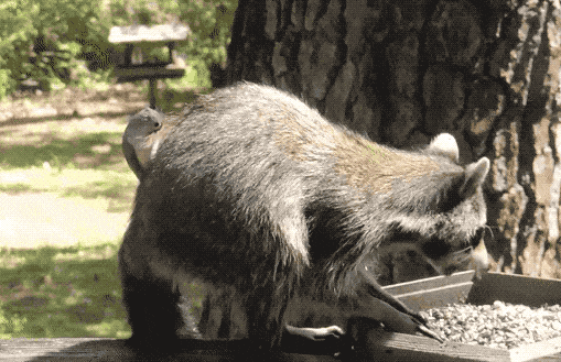 喜鹊用焊条搭窝：把树下的车子坑惨了