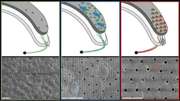 动物最初进化的眼睛是长啥样的 这种活化石给我们答案