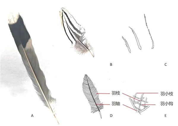 网红“川剧变脸鸟”骗了千万网友！是时候看看它真身了