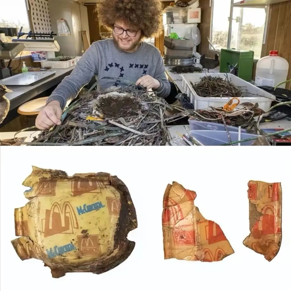 喜鹊用焊条搭窝：把树下的车子坑惨了