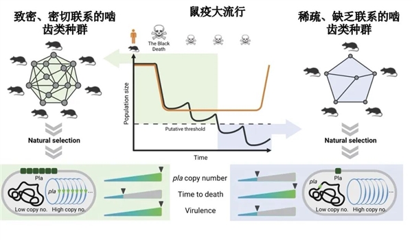 持续伤害超1500年、曾杀死欧洲一半人！它靠改变一个基因操纵人类命运