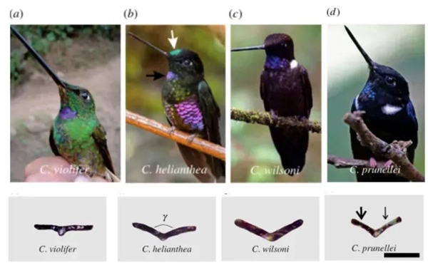 网红“川剧变脸鸟”骗了千万网友！是时候看看它真身了