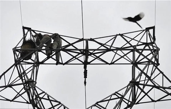 喜鹊用焊条搭窝：把树下的车子坑惨了