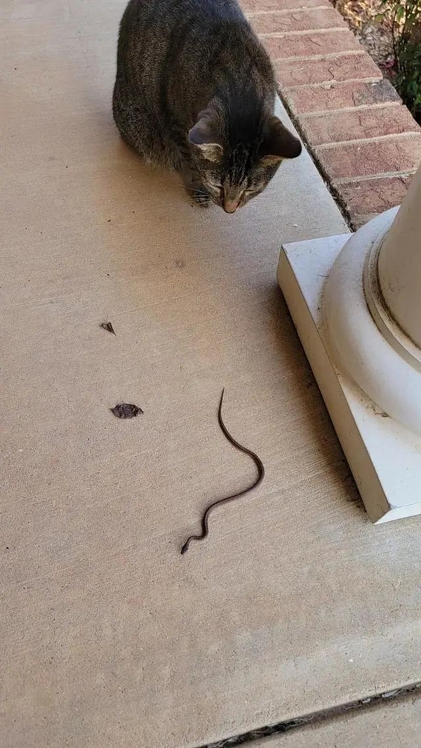 宠物猫误发离职邮件：重庆女子工作丢了 年终奖泡汤了