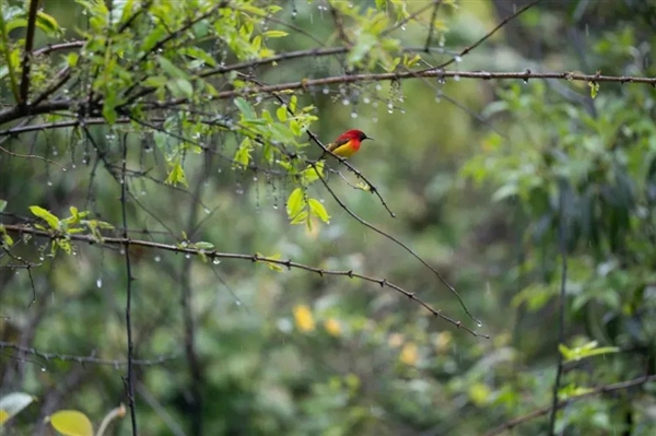 网红“川剧变脸鸟”骗了千万网友！是时候看看它真身了