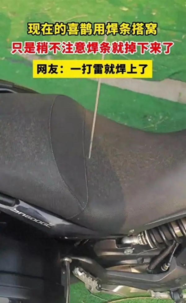 喜鹊用焊条搭窝：把树下的车子坑惨了