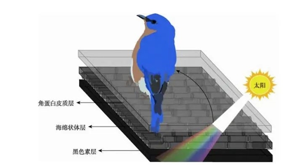 网红“川剧变脸鸟”骗了千万网友！是时候看看它真身了