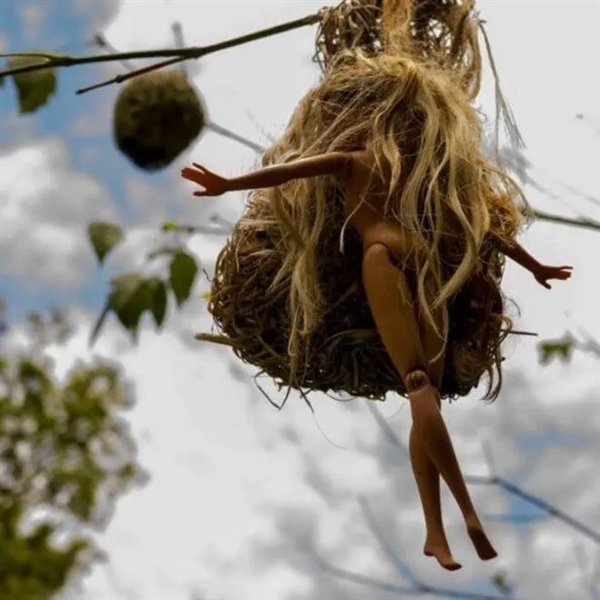 喜鹊用焊条搭窝：把树下的车子坑惨了