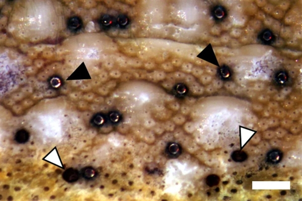 动物最初进化的眼睛是长啥样的 这种活化石给我们答案