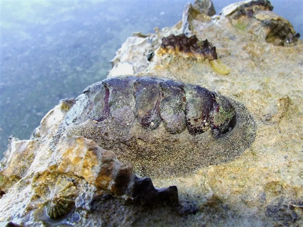 动物最初进化的眼睛是长啥样的 这种活化石给我们答案