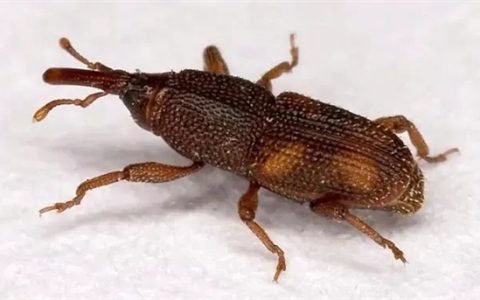 密封包装的大米为什么会生虫：生了虫还能吃吗