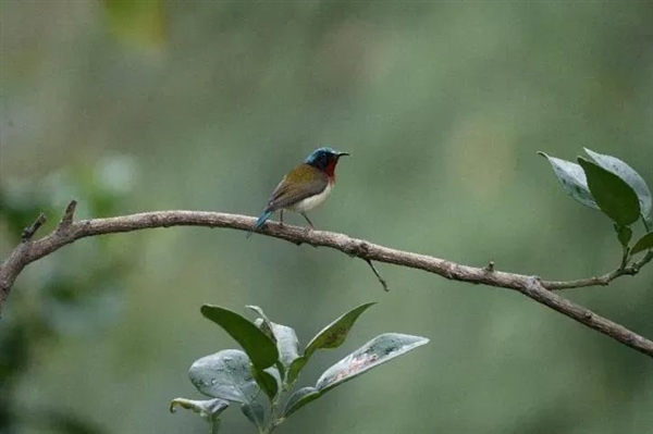 网红“川剧变脸鸟”骗了千万网友！是时候看看它真身了