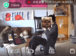 宠物猫误发离职邮件：重庆女子工作丢了 年终奖泡汤了