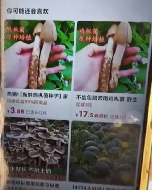 网购“鸡枞菌种”却种出毒蘑菇 专家称网售的全是假货