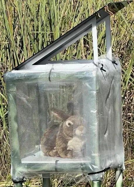 为消灭30万条盘踞美国佛州的缅甸蟒！人们准备派出玩具兔子