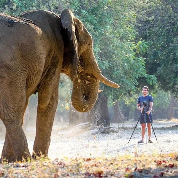 南非一富豪殒命自家动物园：被6吨公象刺伤后反复踩踏