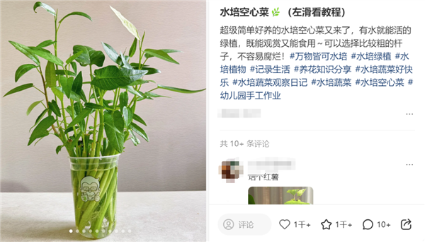 最懂“牛马”的蔬菜！给水就能活