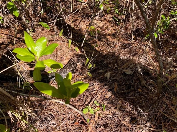 为消灭30万条盘踞美国佛州的缅甸蟒！人们准备派出玩具兔子