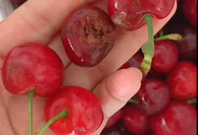 花3千寄66箱樱桃收到全烂 客服：保价只保证货物准时送达