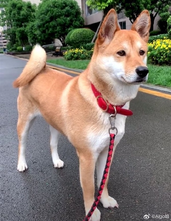 中华田园犬禁养是烈性犬上热搜 网友吵翻：多地宣布解除禁养 你支持吗