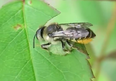 桃子里面一堆新鲜树叶 网友：你把切叶蜂的精装房吃了