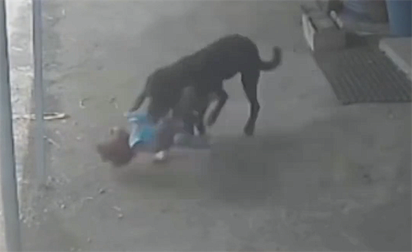 数千万流浪狗肆虐全国 大量儿童被咬！印度要出手整治了