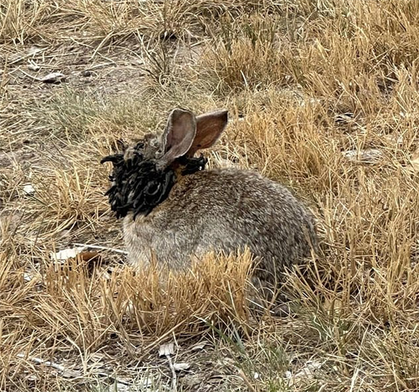 美国发现诡异兔子 头上长满突兀的“黑色触角”！专家：中病毒了