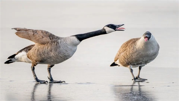 野鹅泛滥成灾 荷兰号召民众吃鹅 开专车将肉送上餐桌