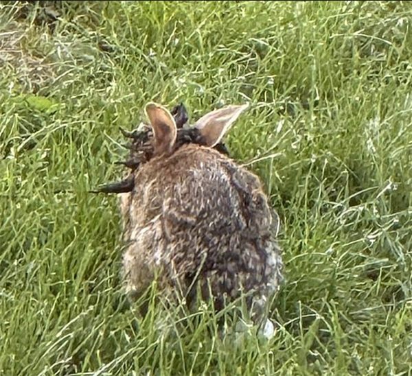 美国发现诡异兔子 头上长满突兀的“黑色触角”！专家：中病毒了