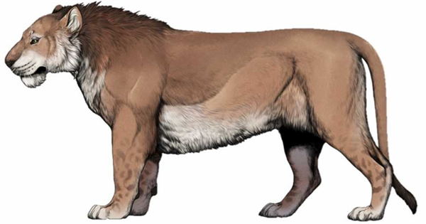 雄狮带一个那么大的“鬃毛围脖”：它们在非洲捕猎真的不热吗