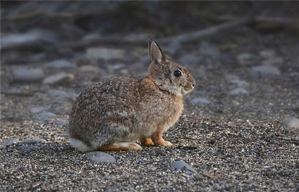 美国发现诡异兔子 头上长满突兀的“黑色触角”！专家：中病毒了