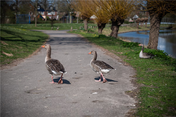 野鹅泛滥成灾 荷兰号召民众吃鹅 开专车将肉送上餐桌