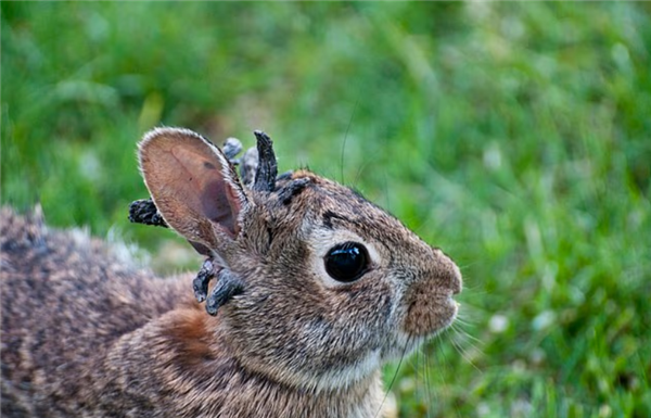 美国发现诡异兔子 头上长满突兀的“黑色触角”！专家：中病毒了