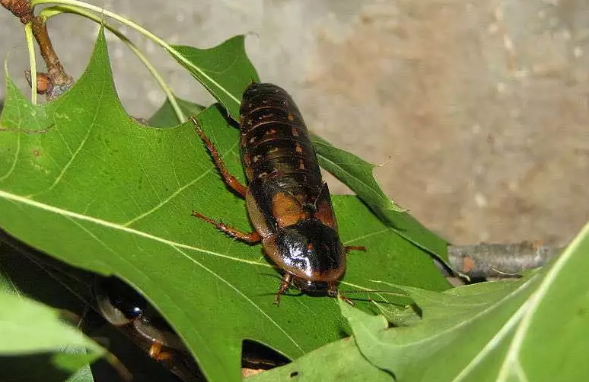 动物园回应豹猫饭碗旁爬满虫子：不是蟑螂 是杜比亚昆虫