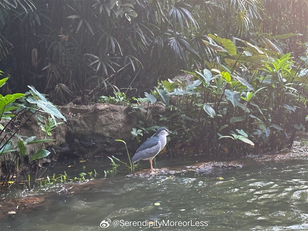 九三阅兵上放飞的一只鸽子火了 有人质疑是夜鹭：多方回应