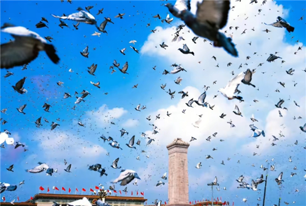 参加阅兵的和平鸽还有工资拿：每只15元 天津补贴翻倍