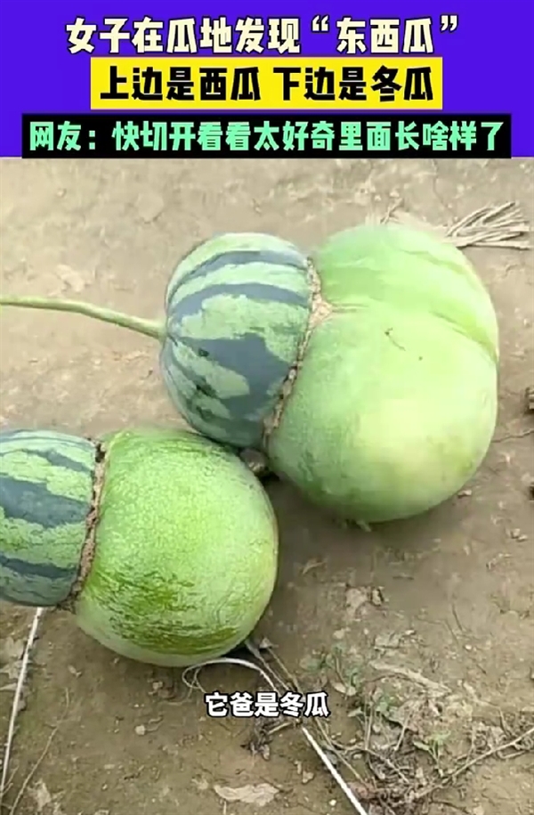 女子在瓜地发现“东西瓜”：它妈是西瓜 它爸是冬瓜 网友好奇里面长啥样