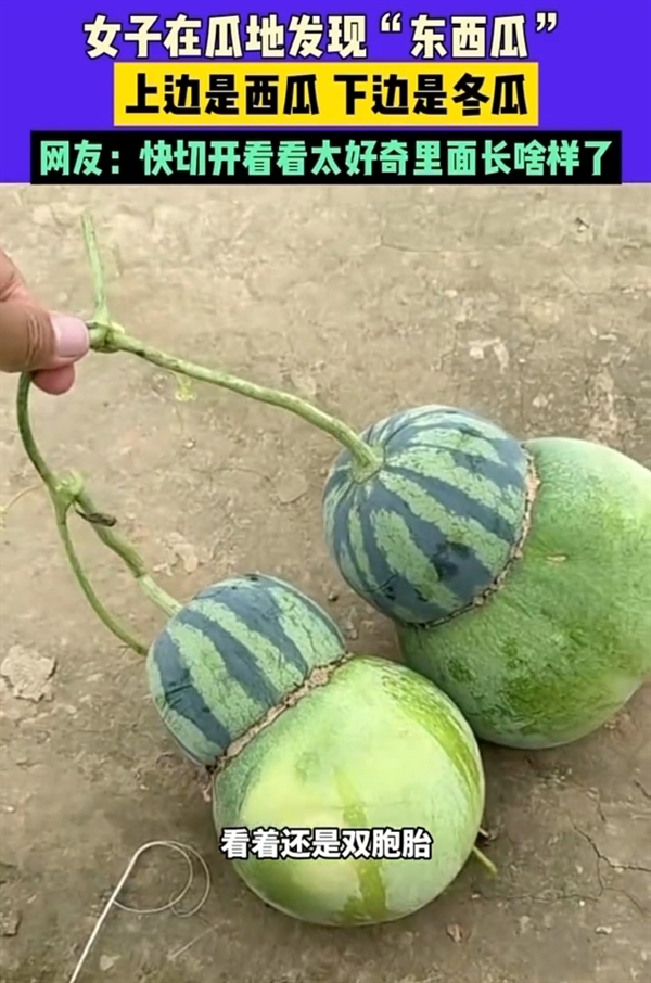 女子在瓜地发现“东西瓜”：它妈是西瓜 它爸是冬瓜 网友好奇里面长啥样